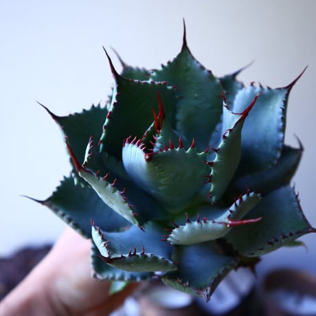 アガベ コンフェデレート ローズ   Agave hybrid “Confederate Rose”  no.42812
