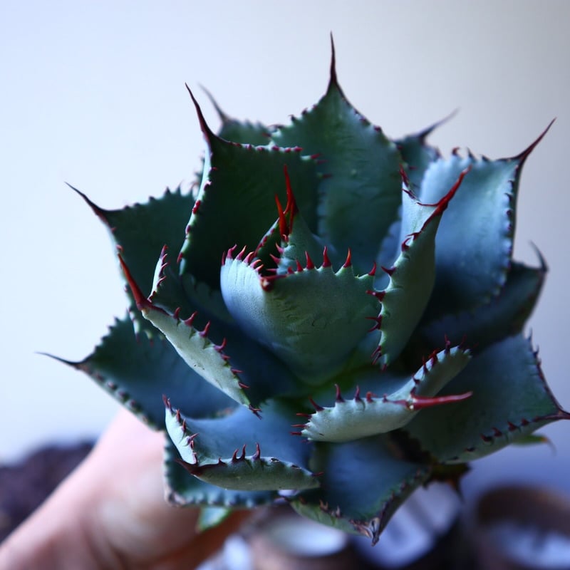 アガベ チタノタ×コンフェデレートローズhyd 子株 アガベ コンフェデレート ローズ Agave hybrid “Confederate Ro