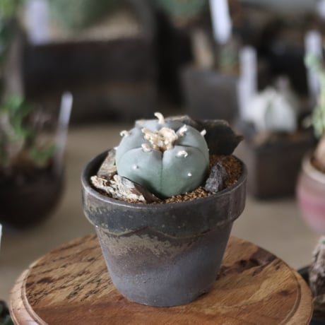 Lophophora williamsii (大型鳥羽玉) × YAMABACHI var.takero pot  no.1201-10