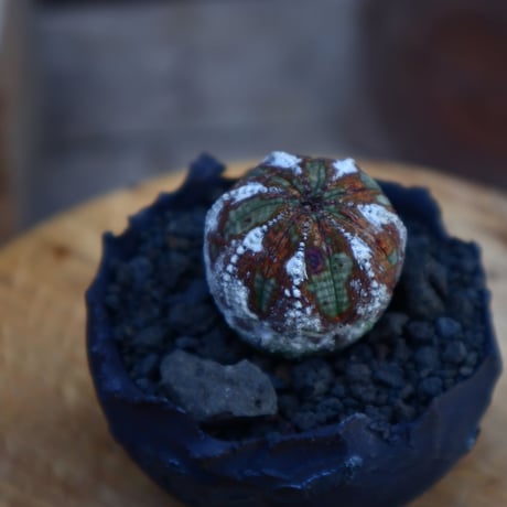 ユーフォルビア  オベサ ／Euphorbia obesa      no.62007