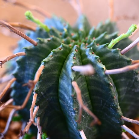 Euphorbia valida × YAMABACHI var. takero pot     no.123144