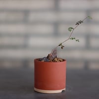 コミフォラ ワイティ／Commiphora wightii no.53044 | 芽の巣山