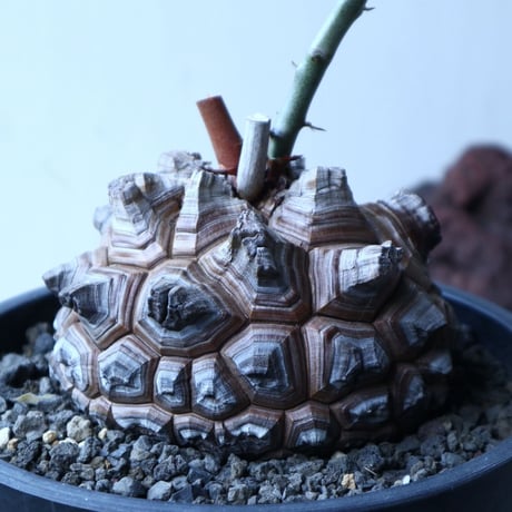 ディオスコレア   亀甲竜    Dioscorea elephantipe     no.91504