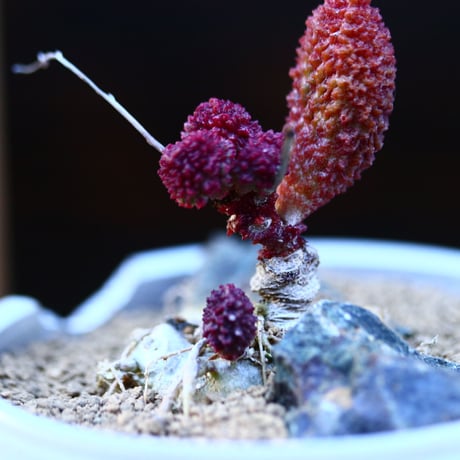アドロミクス マリアニアエ  へレイ〝レッドボール″／Adromischus marianiae  var.herrei〝Redball″    no.13072