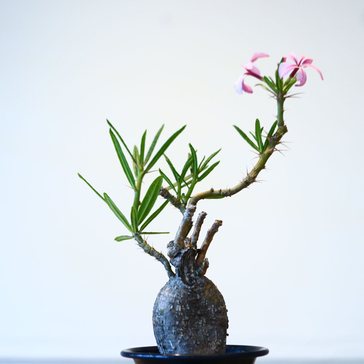 パキポディウムセット2 カクチ デンシ サキュレンタム ロスラツム エブレネウム パキポディウムセット2 カクチ デンシ サキュレンタム