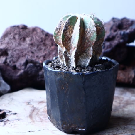 アズテキウム  ヒントニー  自根　Aztekium hintonii 　no.22301