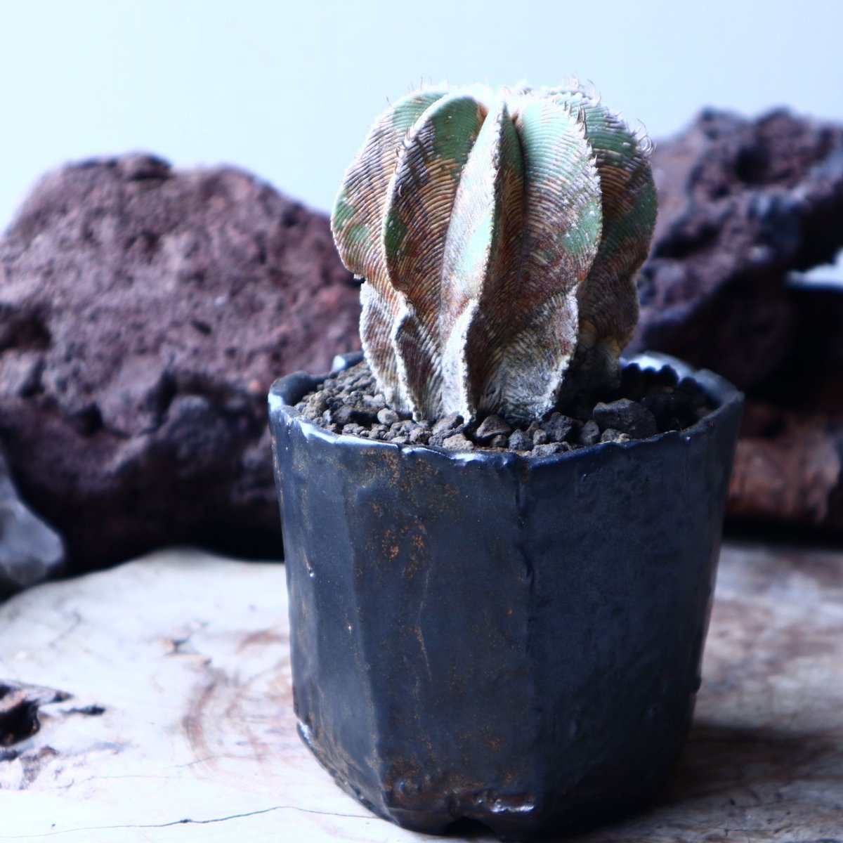 アズテキウム ヒントニー 自根 Aztekium hintonii no.22301 |