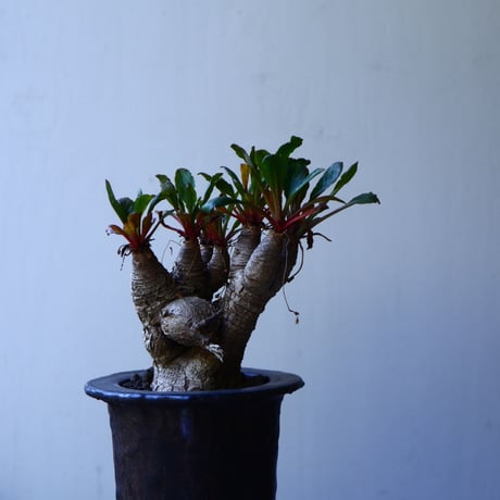 ユーフォルビア sp. フィッシュボーン   Euphorbia sp. nov. fishborn no.52614