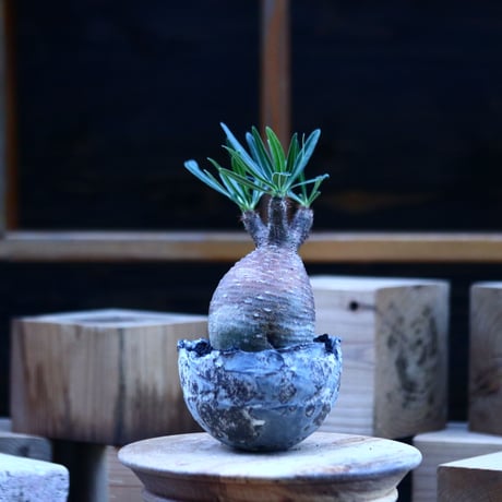 パキポディウム  グラキリス ／Pachypodium  gracilius     no.103159