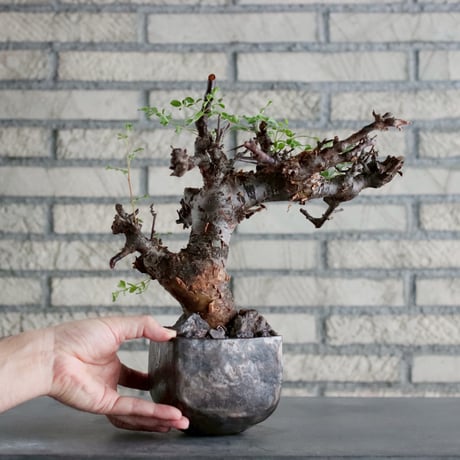 Commiphora boranensis × Shu Hirai (4号)  no.1019/5