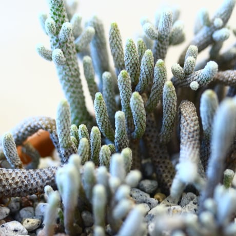 YAMABACHI × Turbinicarpus minima   no.102278