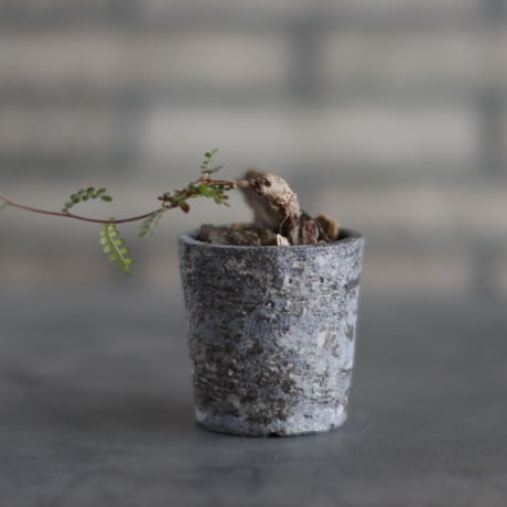 Operculicarya decaryi × takero pot (2.5号)  no.907-46