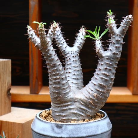 パキポディウム  マカイエンセ／Pachypodium Makayense       no.42403