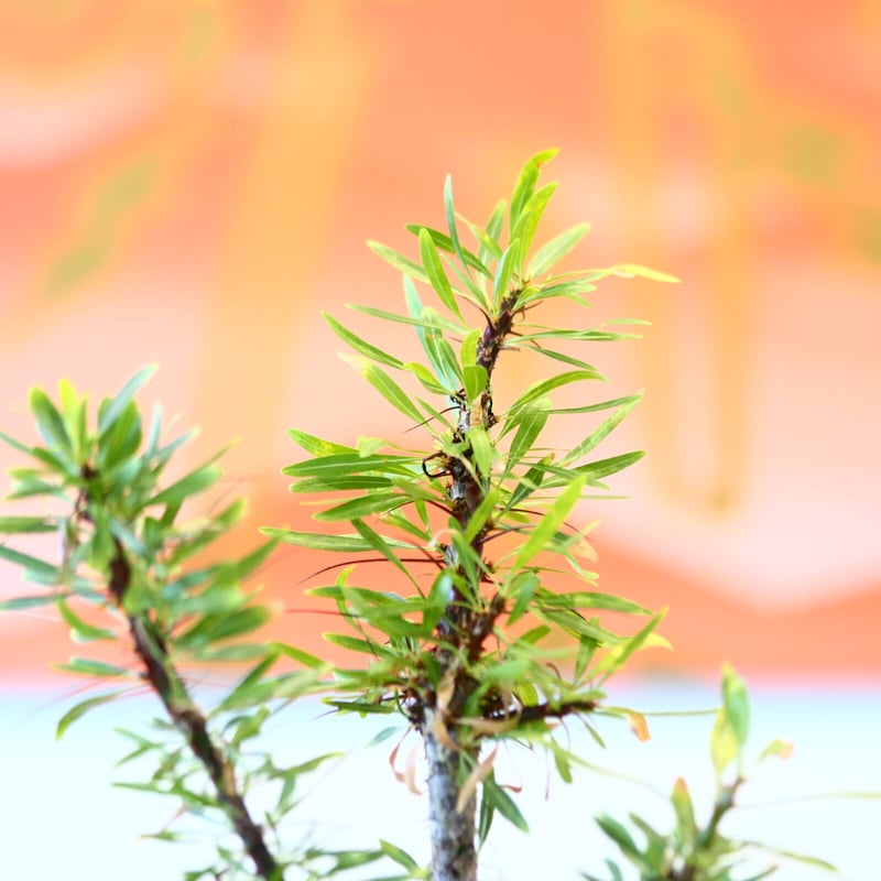 フォークイエリア プルプシー / Fouquieria purpusii no.80616 フォークイエリア プルプシー / Fouquieria purpusii no.80616