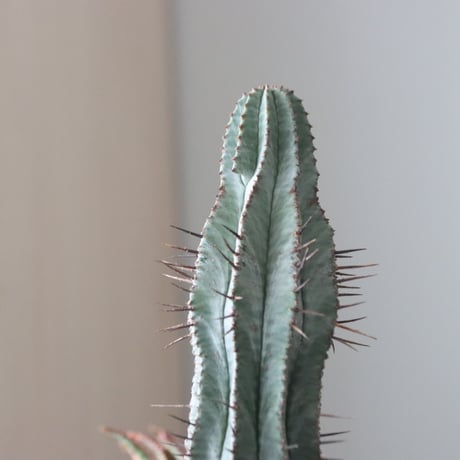 Euphorbia horrida × soso   no.51935