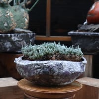 アボニア   クイナリア   アルストニー／Avonia quinaria ssp. alstonii   no.121824