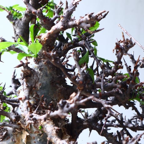 コミフォラ　エミニー　 Commiphora eminii　no.72125