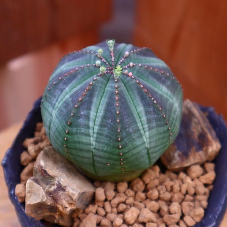 ユーフォルビア  シンメトリカ ♀／Euphorbia  symmetrica     no.60522