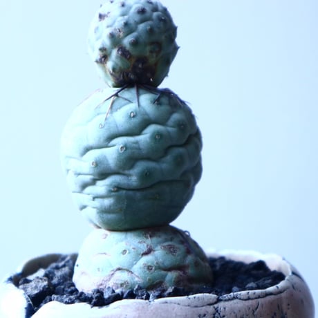 テフロカクタス    ゲオメトリクス   Tephrocactus geometricus  no.21641