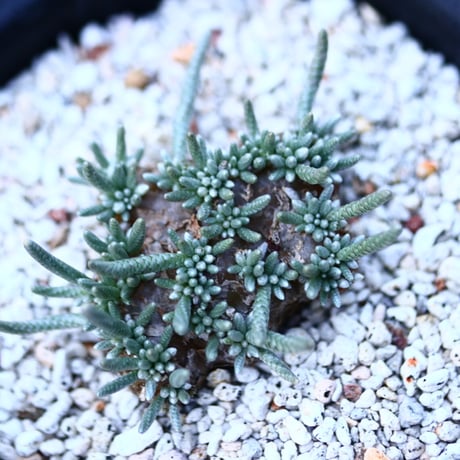 アボニア   クイナリア   Avonia quinaria     no.120652