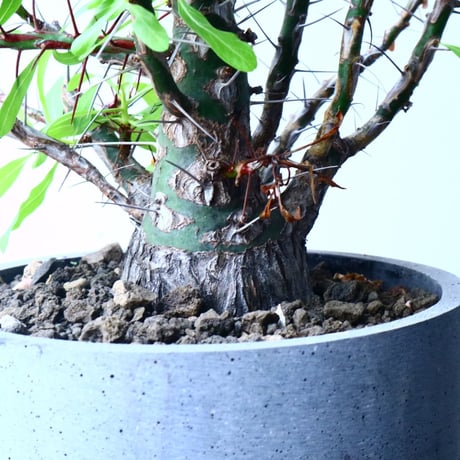フォークイエリア   プルプシー   ×  ファシクラータ   Fouquieria purpusii   ×   fasciculata No.045