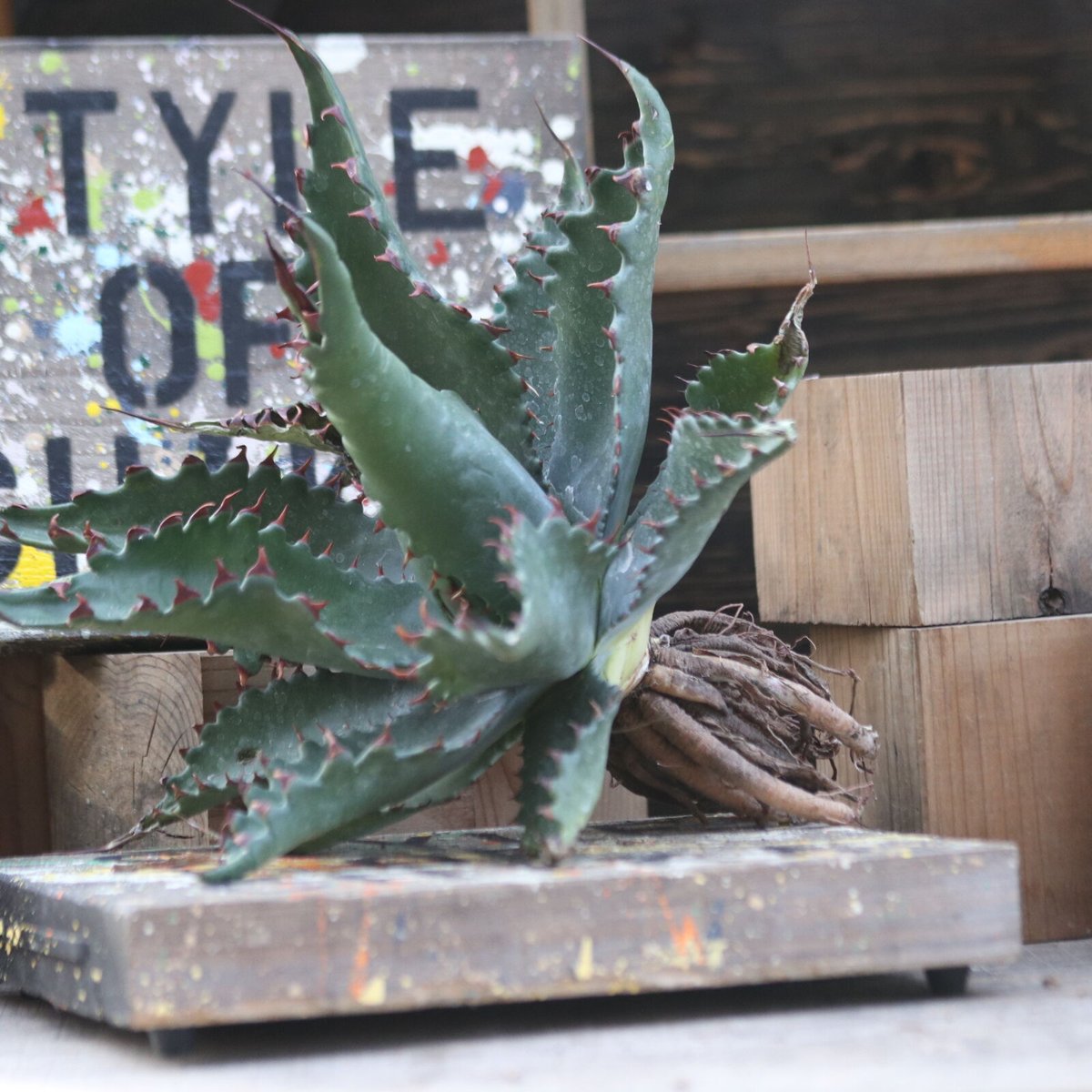 アガベ ジェントリー ジョーズ／agave gentryi Jaws no.10361