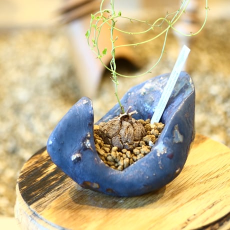 Dioscorea elephantipe × Kazuhiro Arima    no.123112