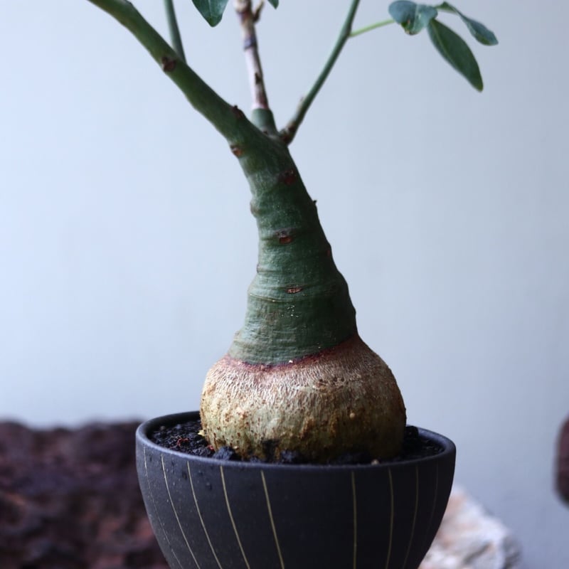 アデニア グラウカ Adenia glauca no.002 | 芽の巣山