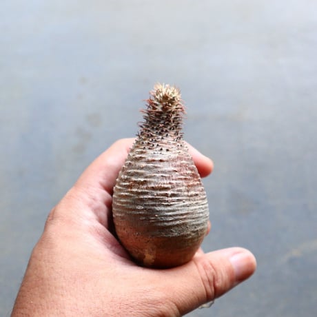 パキポディウム グラキリス 抜苗  Pachypodium rosulatum var. gracilius no.92911