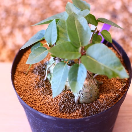 フィカス ペティオラリス / Ficus petiolaris    no.50725
