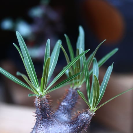 パキポディウム  グラキリス／Pachypodium  gracilius       no.92640