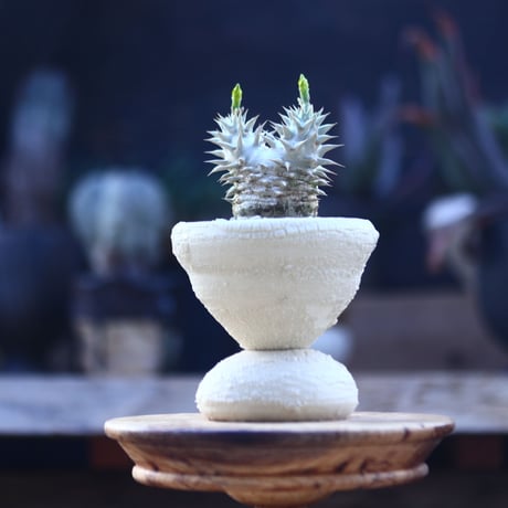 パキポディウム  恵比寿大黒   Pachypodium  Densicaule    no.22821