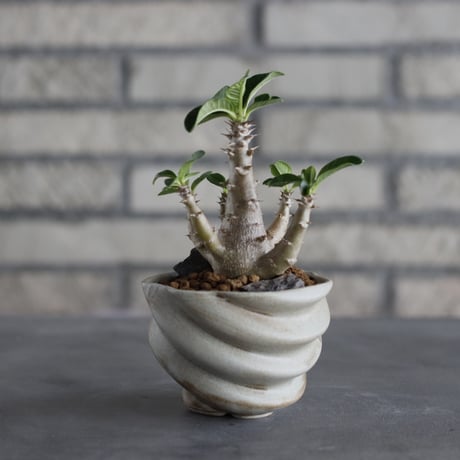 Pachypodium baronii var. windsorii × P＆A (3号)  no.706-37