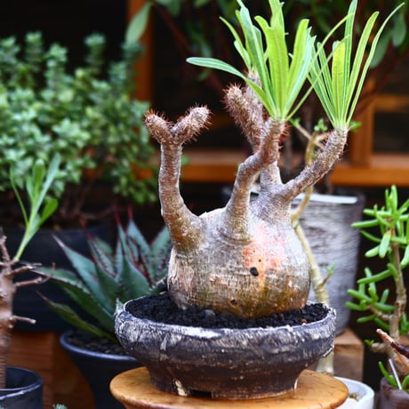 パキポディウム  グラキリス／Pachypodium  gracilius       no.91212