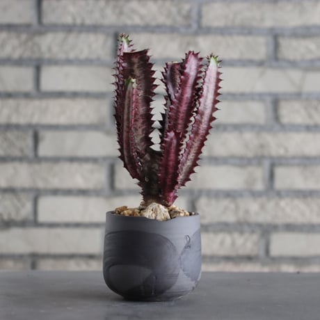 Euphorbia trigona f. rubra (紅彩雲閣) × N/OH (3.5号)  no.607/39