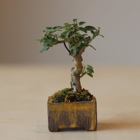 ツゲ / YOSHIZAWA3-SHOHINBONSAI   no.223-8