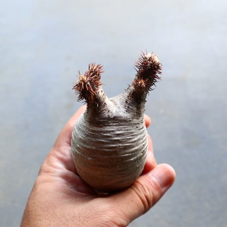パキポディウム グラキリス 抜苗  Pachypodium rosulatum var. gracilius no.92917
