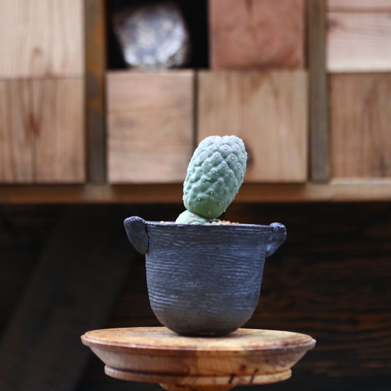 テフロカクタス ゲオメトリクス ／Tephrocactus geometricus no