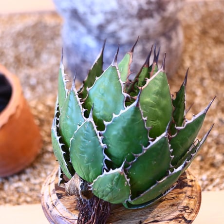 Agave horrida    no.32469