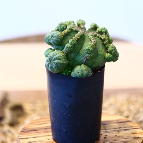 ユーフォルビア  仔吹きシンメトリカ / Euphorbia  symmetrica   no.51462