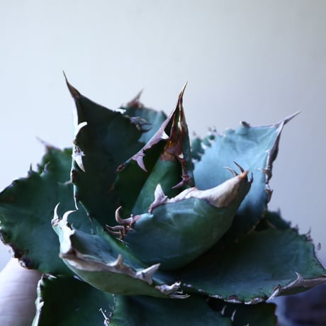 アガベ   チタノタ 　 Agave  titanota   no.111024