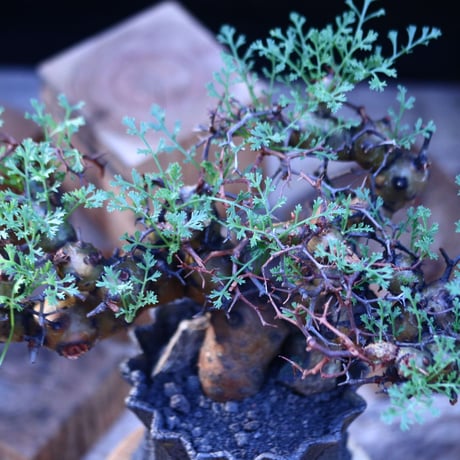 ペラルゴニウム  クリズミフォリウム／Pelargonium crithmifolium    no.20644