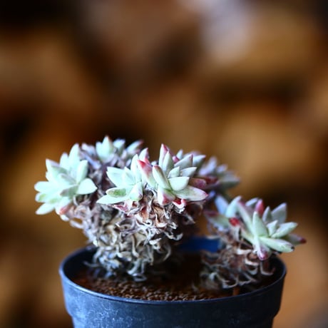 ダドレア グリーニー Dudleya greenei  no.111532③