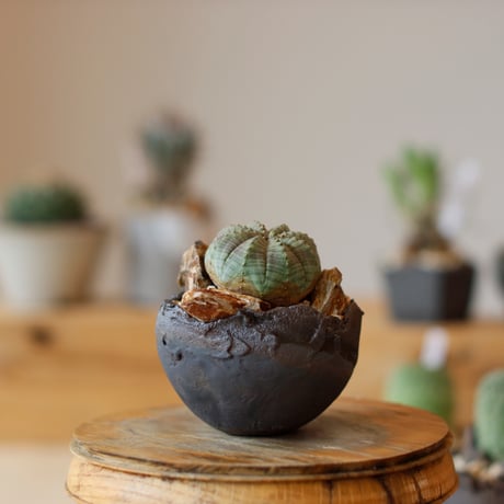 CATEGORY website up | 芽の巣山