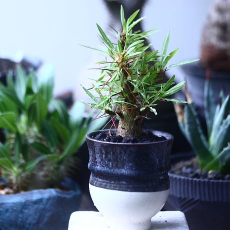フォークイエリア   プルプシー    Fouquieria purpusii  no.61426