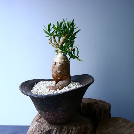 パキポディウム ビスピノーサム  Pachypodium bispinosum No.008