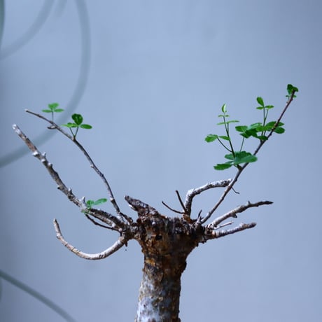 コミフォラ フンベルティ commiphora humbertii   no.101818