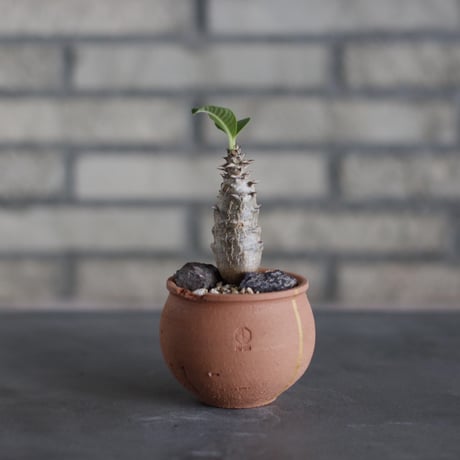 Pachypodium windsorii × N/OH (3号)  no.524/24