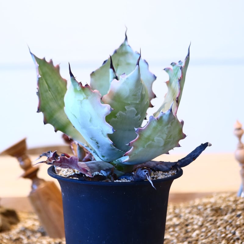 アガベ コロラータ 大株