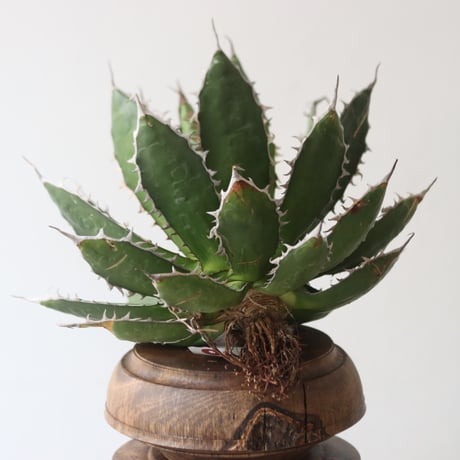U.S. horrida (Agave horrida) / Style of Chika　no.1227/4